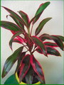 Flaming Dragon Tree